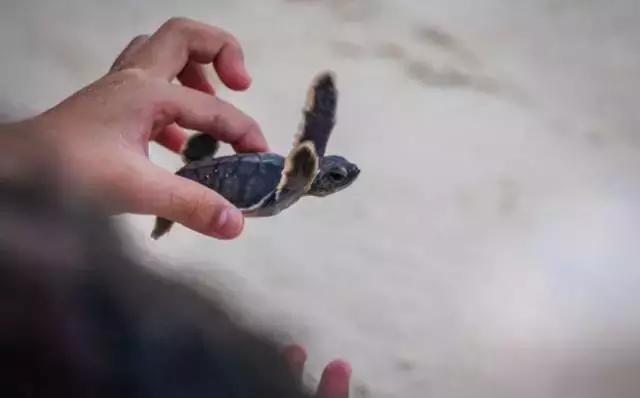 马来西亚五日游吉隆坡槟城仙本那,马来西亚仙本那和槟城哪个值得去