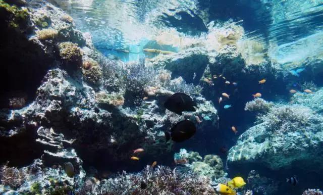 马来西亚五日游吉隆坡槟城仙本那,马来西亚仙本那和槟城哪个值得去