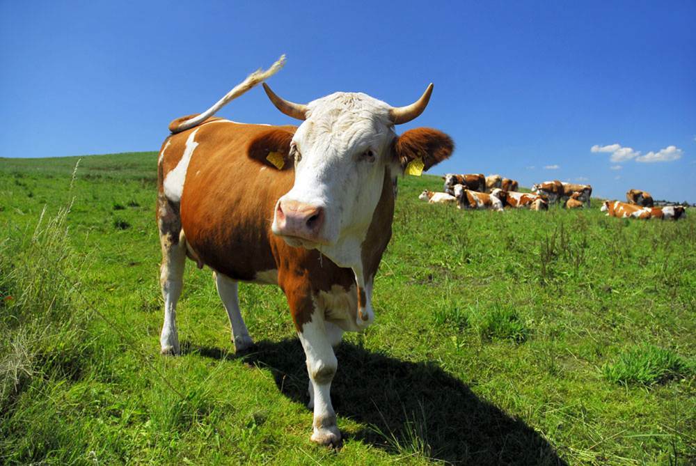 生肖牛不幸的年份,生肖牛在哪年运气最好