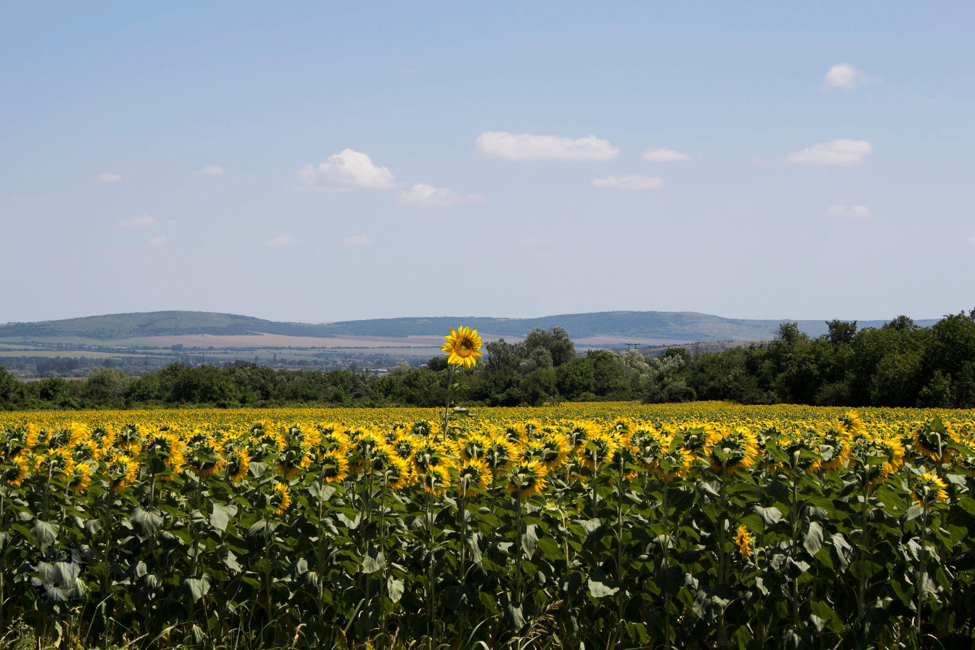 为什么小额*款贷**如此受欢迎?