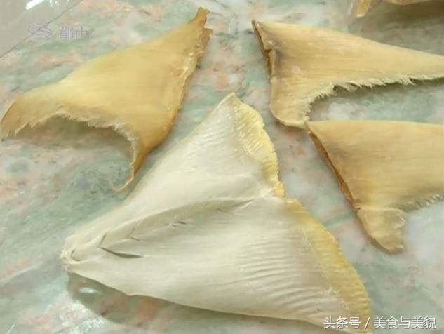 鱼翅解密丨你还以为酒店的鱼翅都是鲨鱼翅，tooyoung