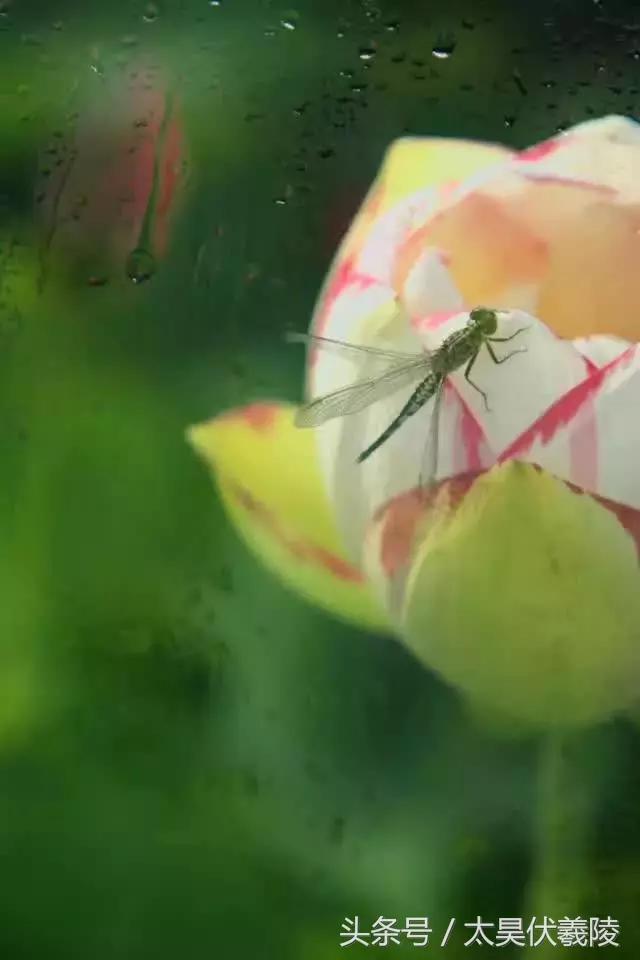 淮阳万亩荷花华丽盛放，让摄影师告诉您，荷花到底有多美！