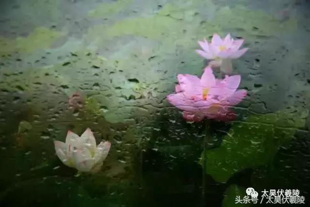 淮阳万亩荷花华丽盛放，让摄影师告诉您，荷花到底有多美！