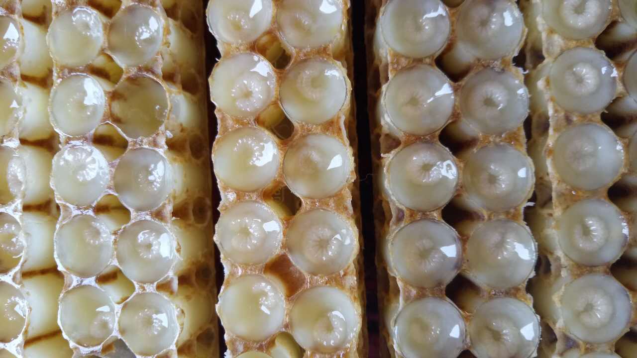 知蜂堂蜂产品蜂王浆,海河蜂产品蜂王浆食用方法