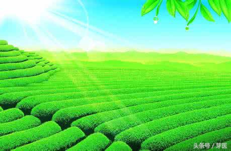 中国绿茶有铁观音,中国好喝的绿茶有哪些