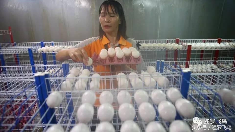 鳄鱼养殖科普,泰国养殖鳄鱼视频大全