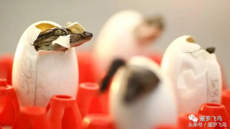 鳄鱼养殖科普,泰国养殖鳄鱼视频大全