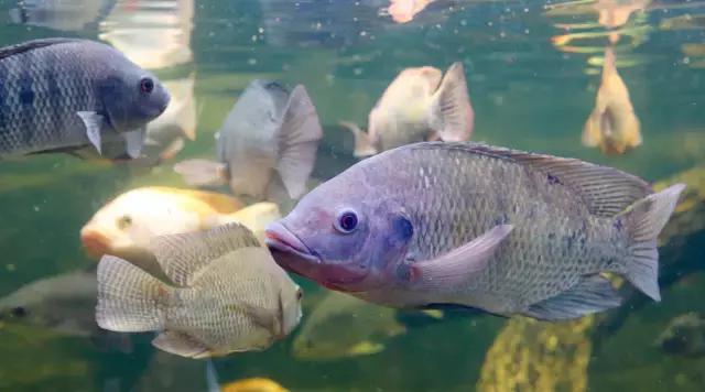 买鱼时学会这2个挑选技巧,买条鱼怎么吃最好