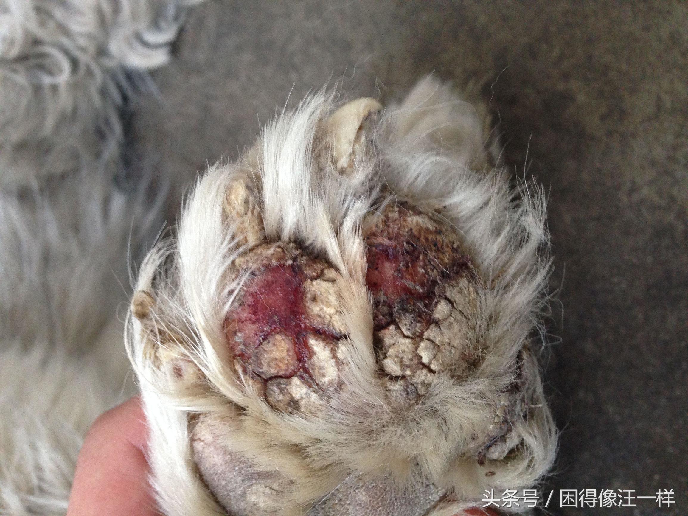 狗狗爪爪的杂毛要不要清理,怎么护理狗狗的爪爪