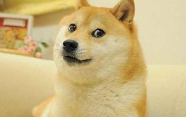 十大最可爱的宠物狗排行榜,十大最受欢迎宠物狗排行榜