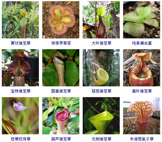 常见花卉盆栽100种,盆栽什么品种花草最好养