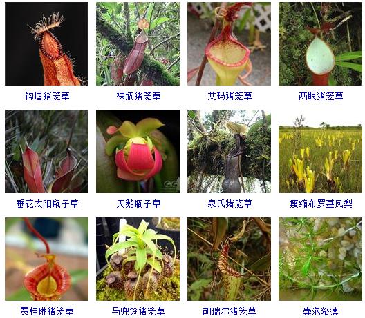 常见花卉盆栽100种,盆栽什么品种花草最好养