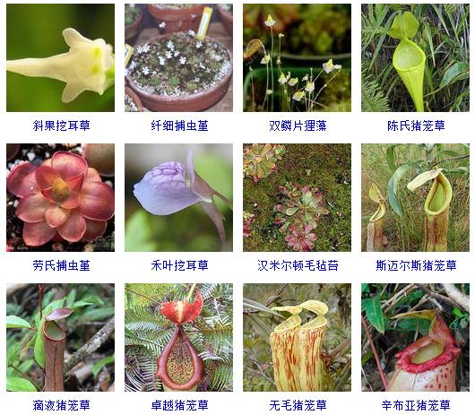 常见花卉盆栽100种,盆栽什么品种花草最好养