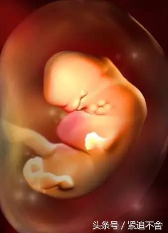 超萌龙凤胎宝宝图片,孕1到9周胎儿发育全过程