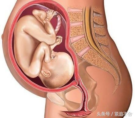 超萌龙凤胎宝宝图片,孕1到9周胎儿发育全过程