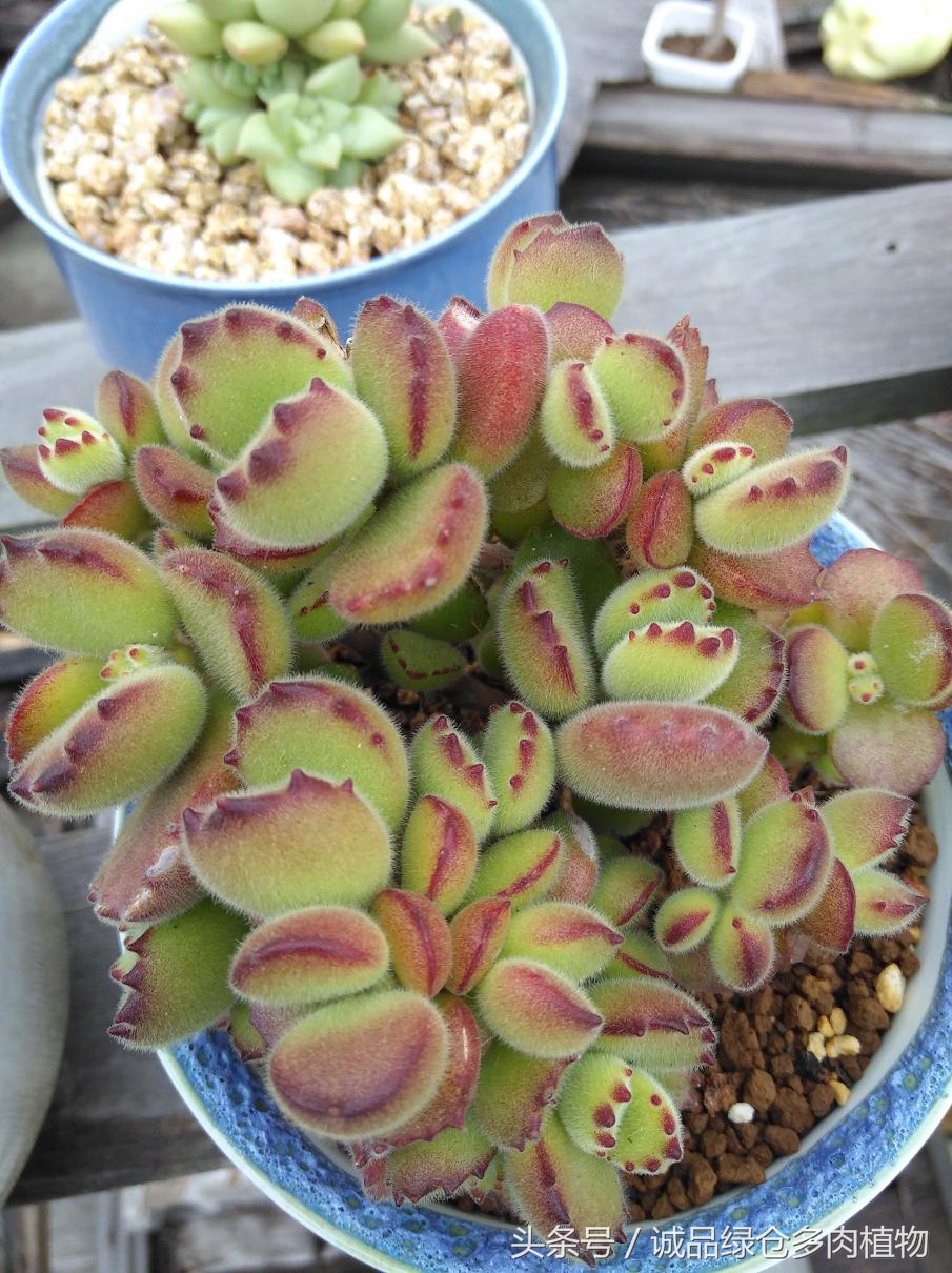 历害了，难道是假包邮区？还在露养呢