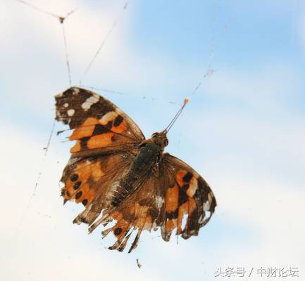 网恋,镜中花水中月