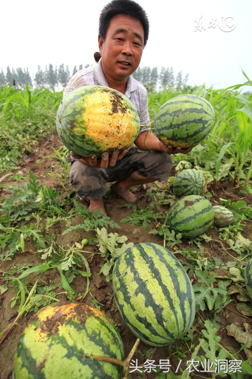 老瓜农种植西瓜诀窍,老下雨西瓜开花结果怎么办