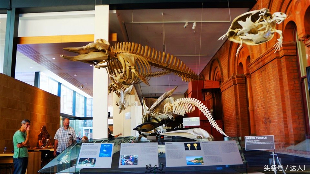 澳洲阿德莱德vs悉尼fc,阿德莱德对澳洲悉尼