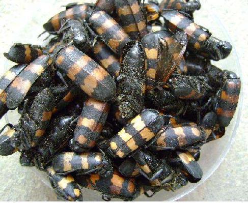 增强机体免疫力的药物有哪些,增强机体免疫力的草有什么