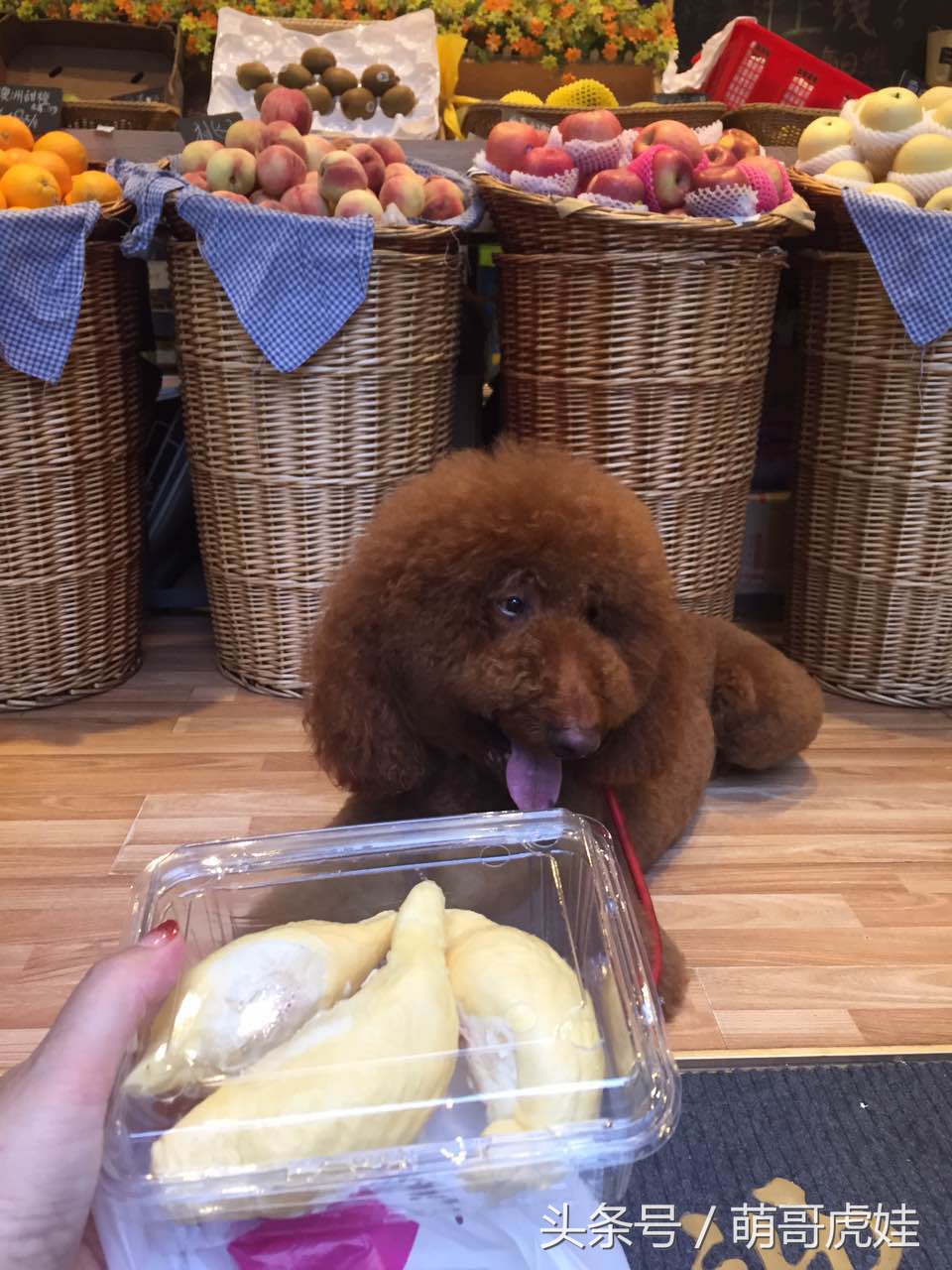 巨型泰迪太大个了,巨型泰迪被吓委屈求抱抱