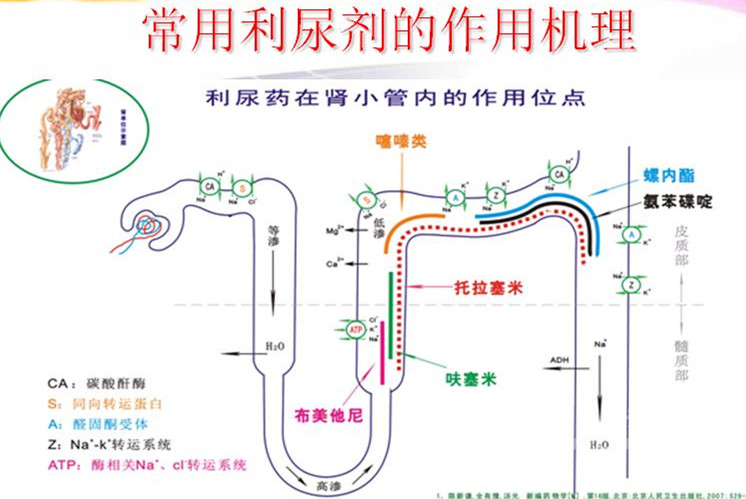 利尿类的降压药有哪些,利尿降压药有哪些