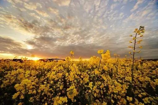 对宫星座适合做伴侣吗,双子的对宫星座