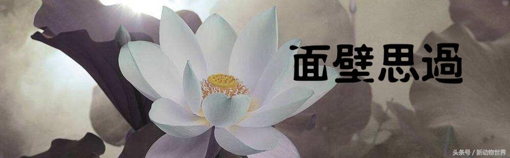 世界上有几种蛇会飞,世界上有多少种蛇消失了