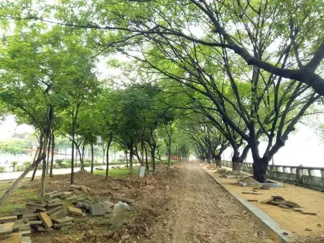 城事｜新公园要来了！打造市桥河“一河两岸”生态景观！为番禺街坊增添散步、运动好去处！