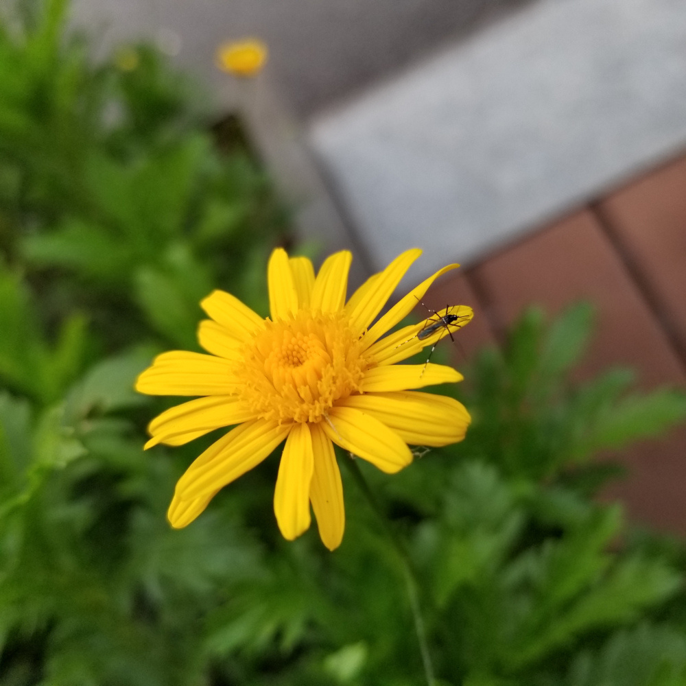 三星galaxys8采样,三星galaxys8音质