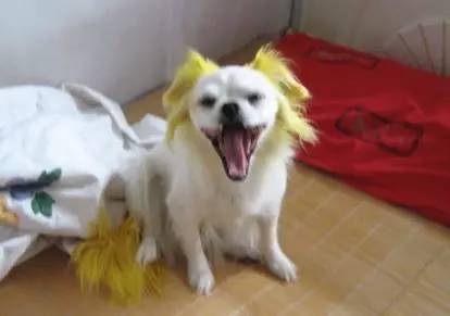 给狗狗染色，需要注意些什么？