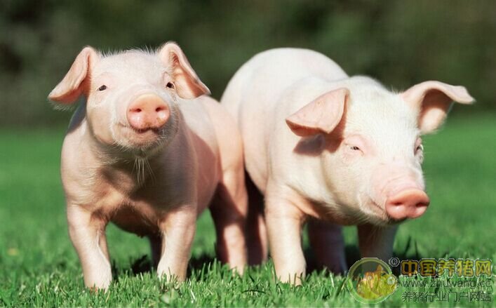 母猪奶水少要喂什么,母猪奶水不好怎么办要不要淘汰