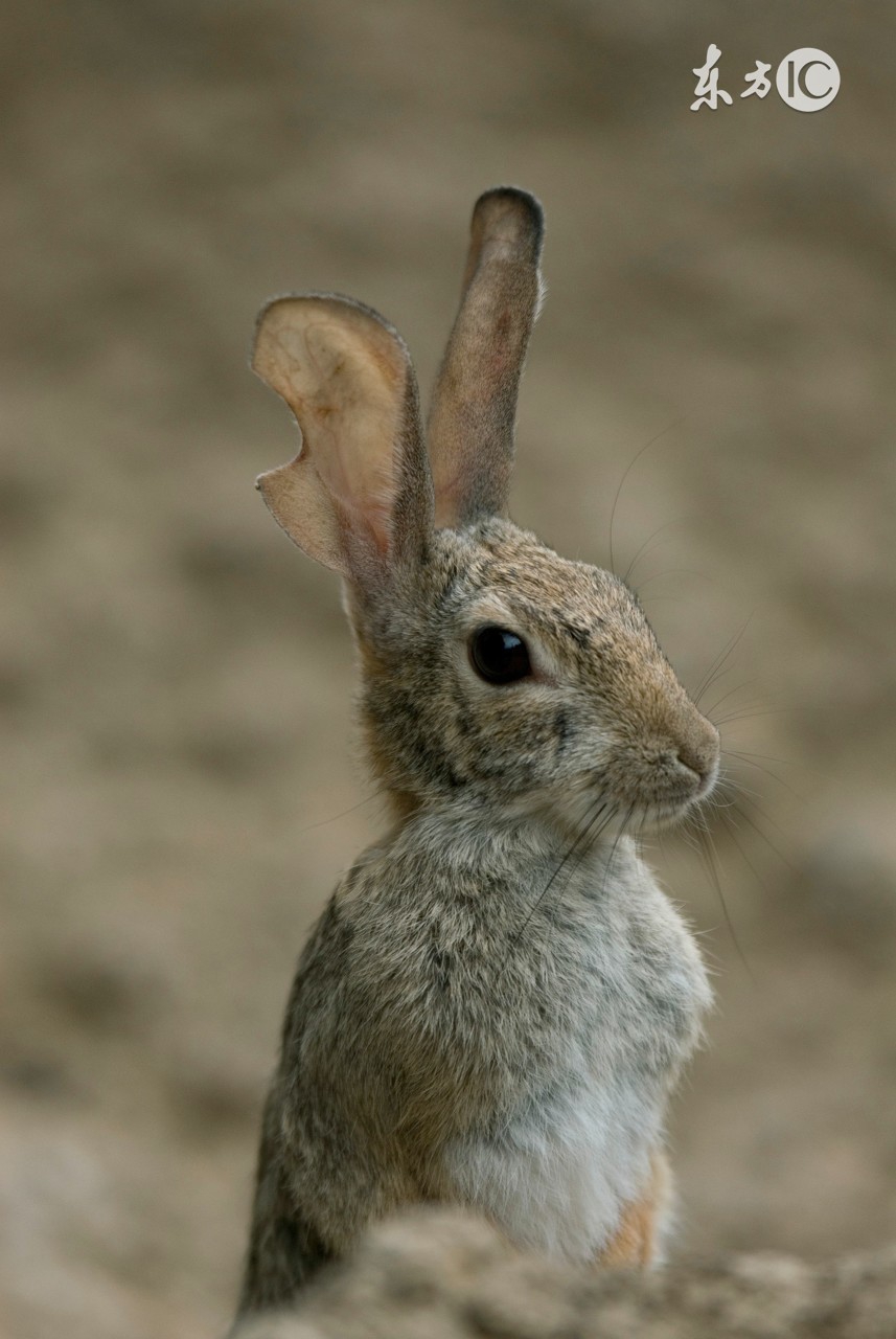 一个有长远眼光的兔子，懂得留得青山在不愁没柴烧