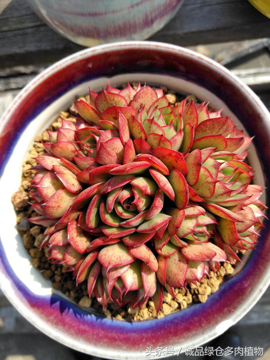 历害了，难道是假包邮区？还在露养呢