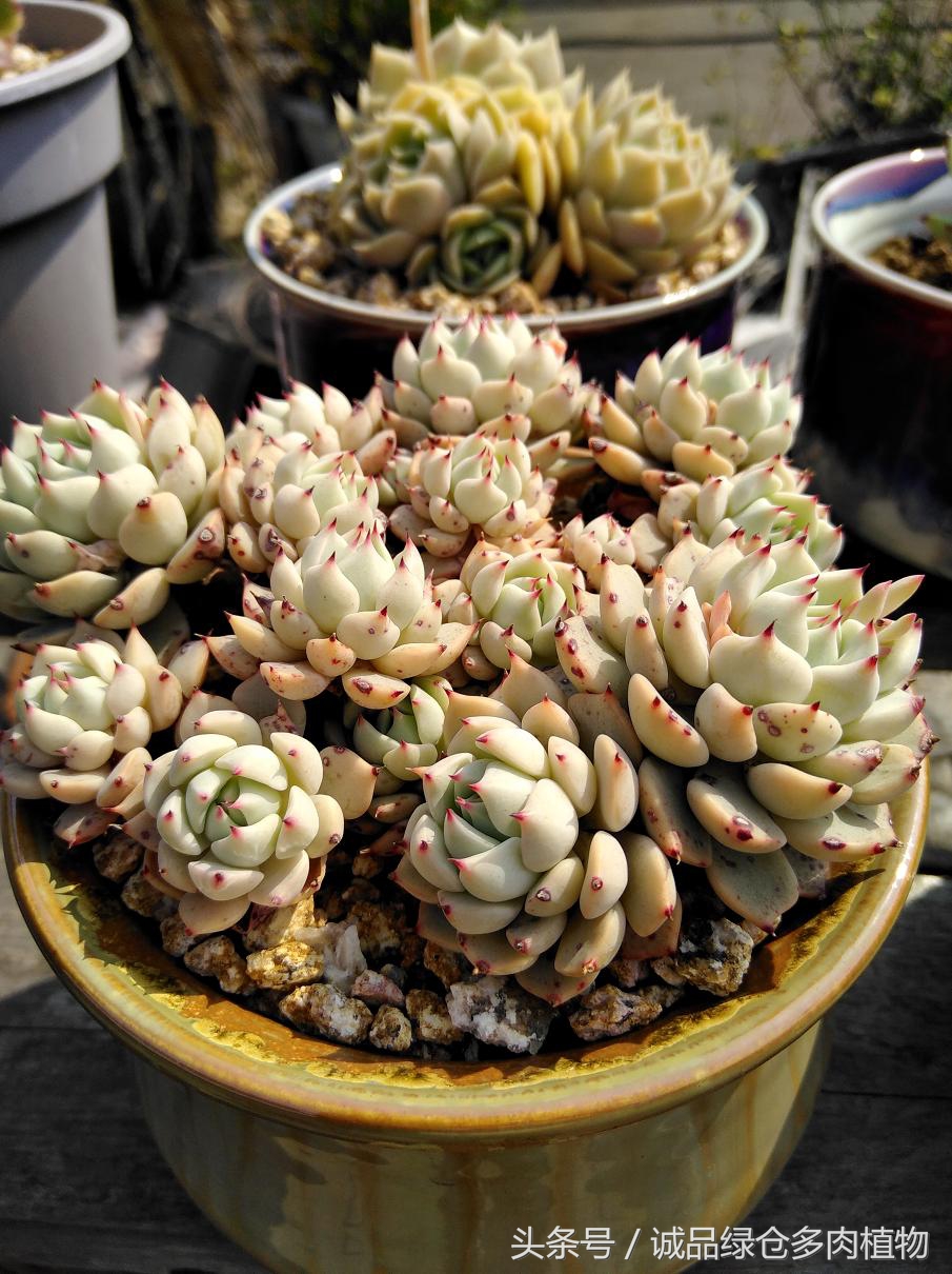 历害了，难道是假包邮区？还在露养呢