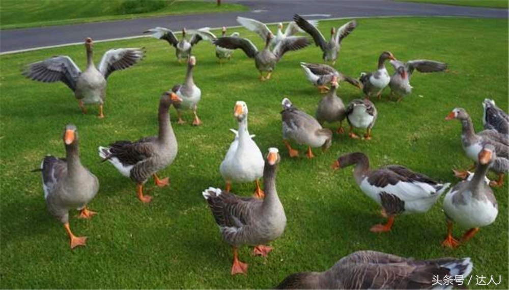 澳洲阿德莱德vs悉尼fc,阿德莱德对澳洲悉尼