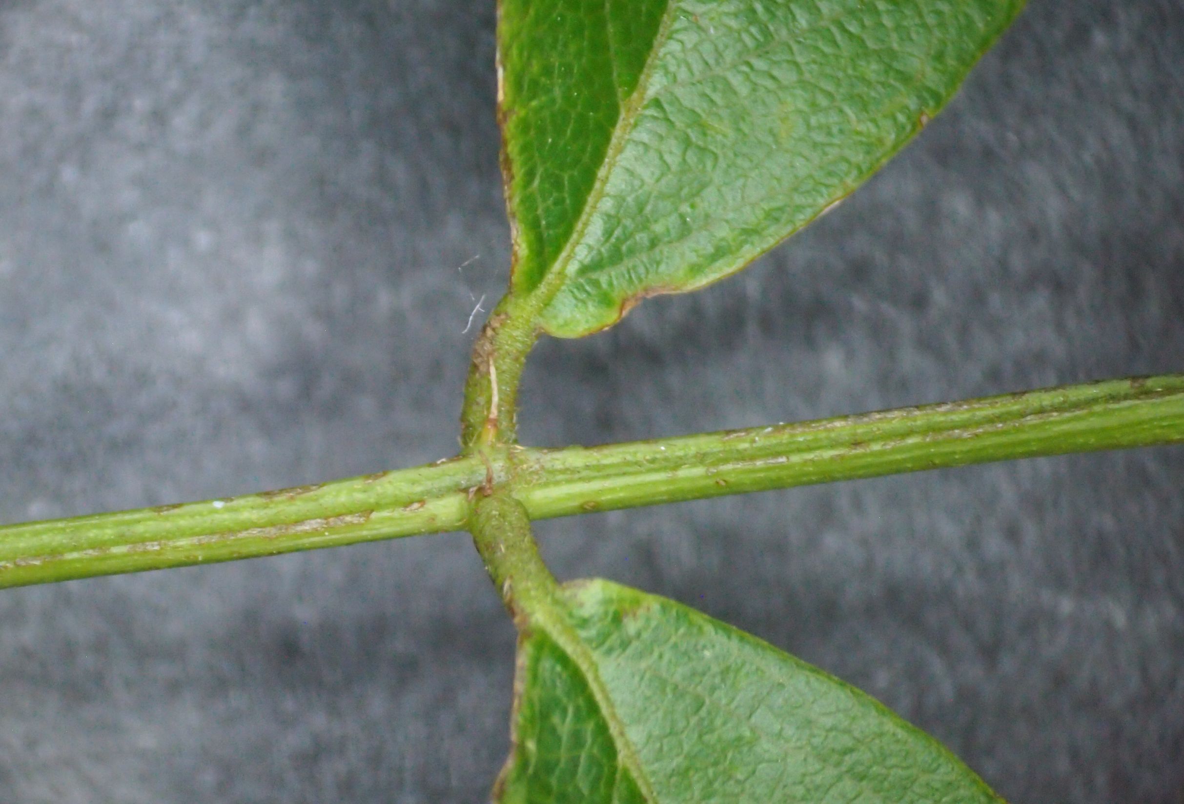 网脉崖豆藤能耐寒多少,网脉崖豆藤