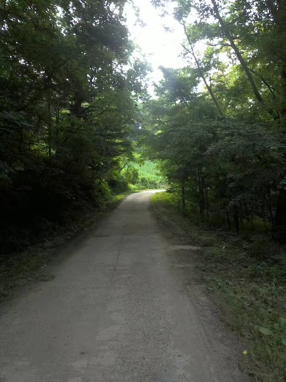 老蜂农：教你中蜂如何防治巢虫