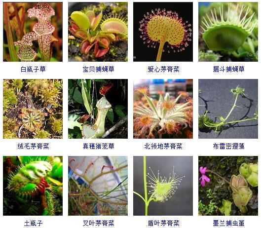 常见花卉盆栽100种,盆栽什么品种花草最好养