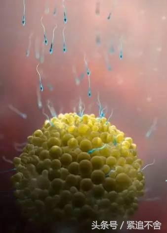 超萌龙凤胎宝宝图片,孕1到9周胎儿发育全过程