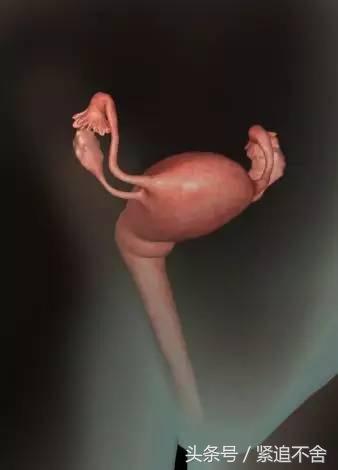 超萌龙凤胎宝宝图片,孕1到9周胎儿发育全过程