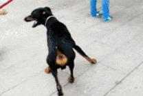 属狗人明天过后要注意这几点,属狗人会有翻身的一天吗