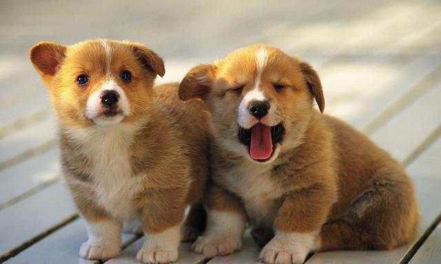 属狗人明天过后要注意这几点,属狗人会有翻身的一天吗