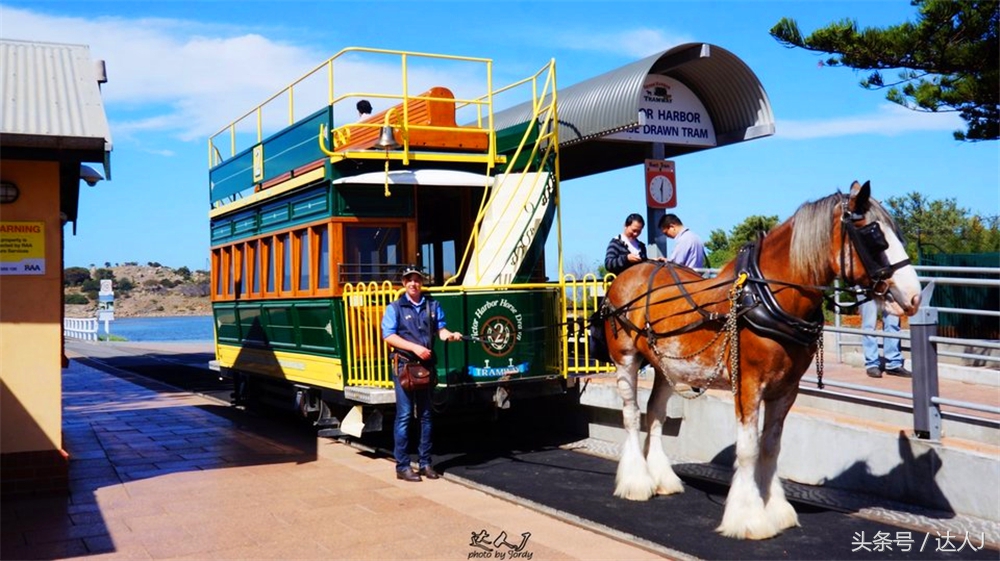 澳洲阿德莱德vs悉尼fc,阿德莱德对澳洲悉尼