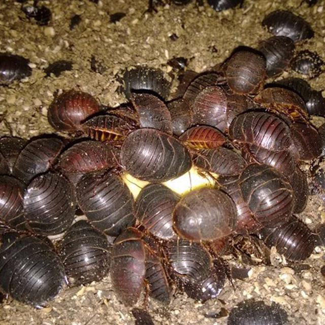 增强机体免疫力的药物有哪些,增强机体免疫力的草有什么