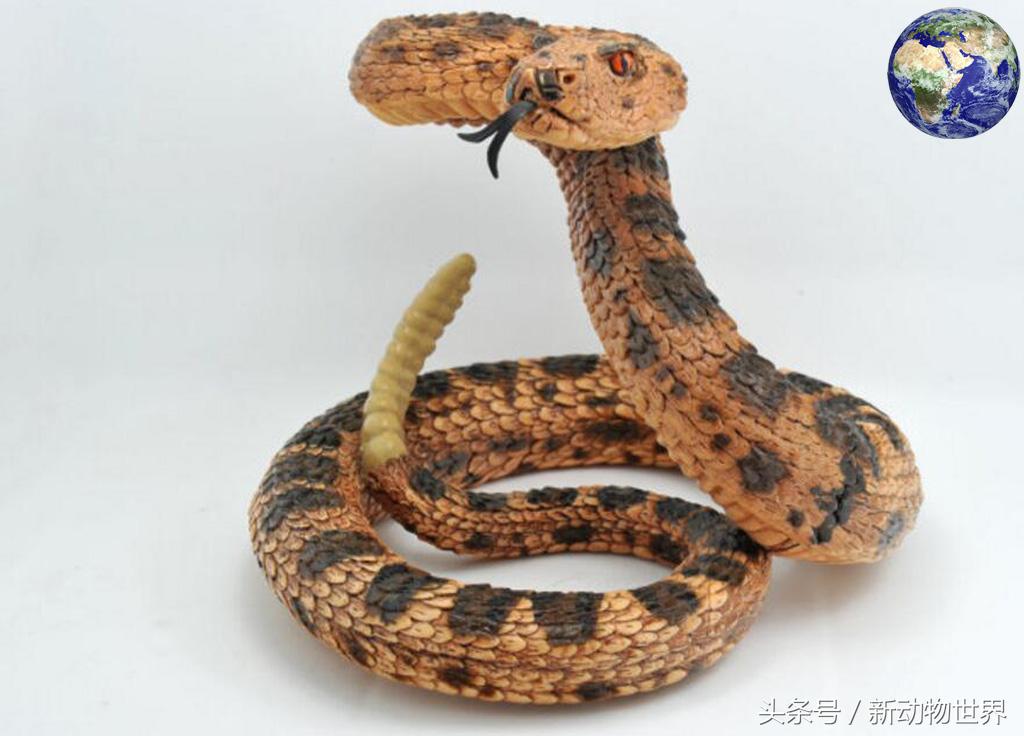 世界上有几种蛇会飞,世界上有多少种蛇消失了
