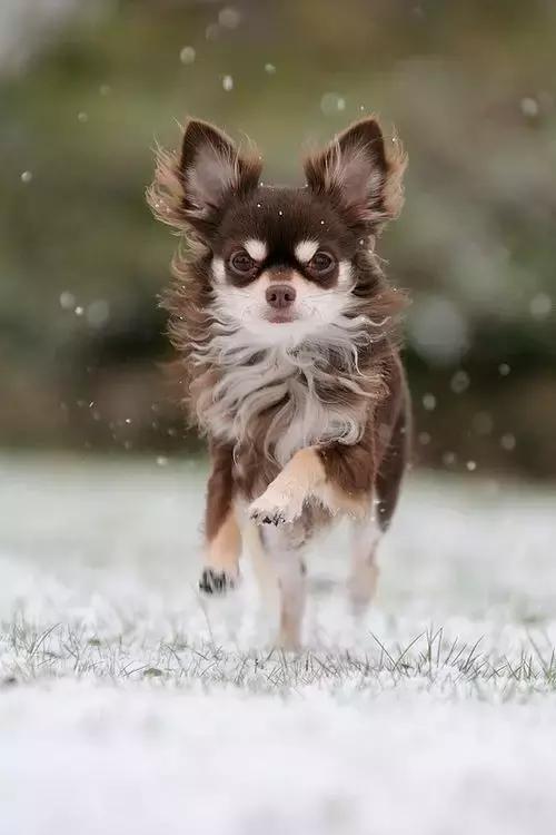常见品种狗狗的优点和缺点分析,常见的狗狗品种大全