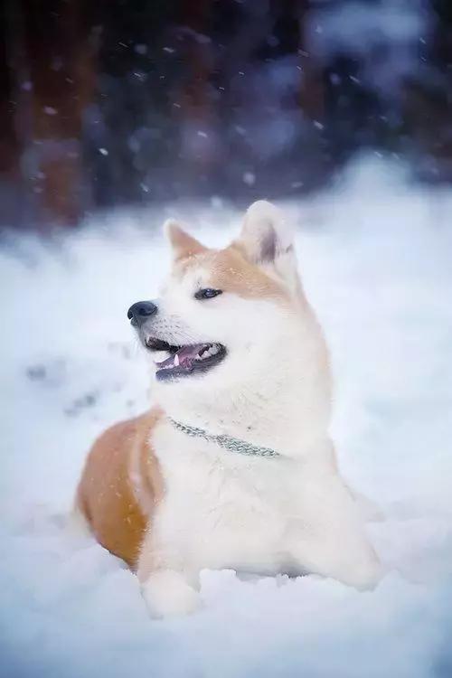 常见品种狗狗的优点和缺点分析,常见的狗狗品种大全