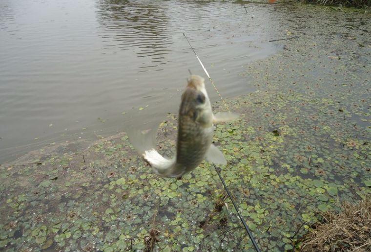 喜中大板鲫,餐条特别多如何钓鲫鱼