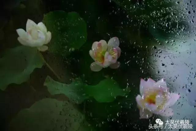 淮阳万亩荷花华丽盛放，让摄影师告诉您，荷花到底有多美！